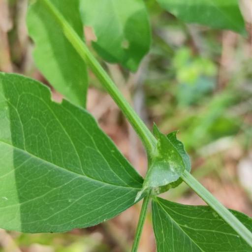 Vicia ramuliflora other