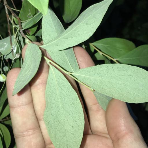 Gaylussacia frondosa other