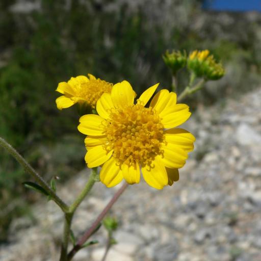 Hymenothrix dissecta — related species from the same genus