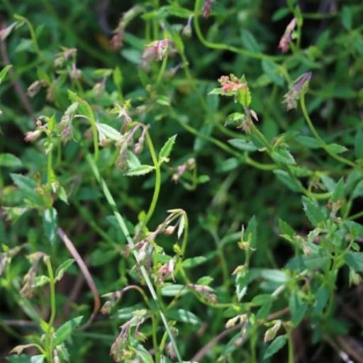 Gonocarpus tetragynus — search result for 'Haloragaceae'