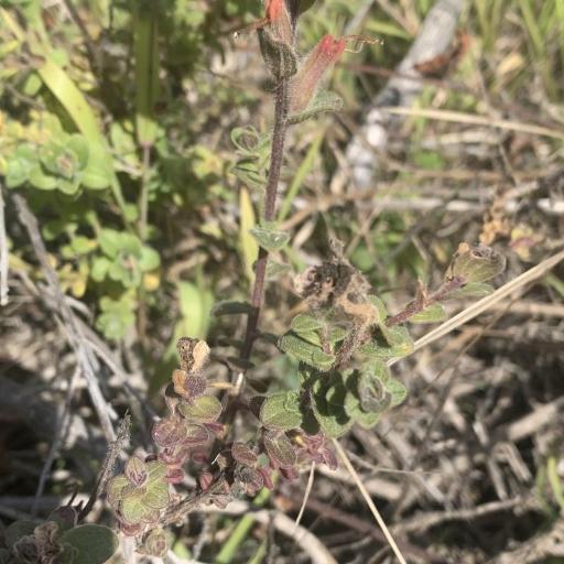 Castilleja latifolia — houseplant care guide