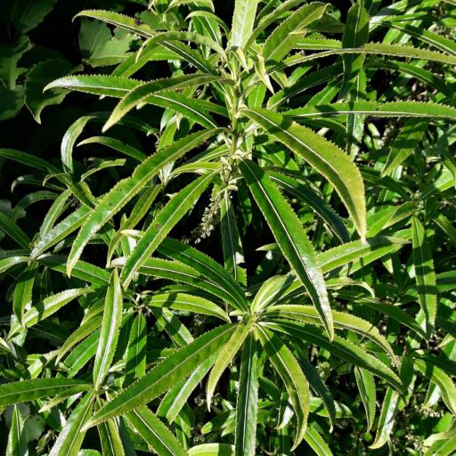 Melicytus lanceolatus other