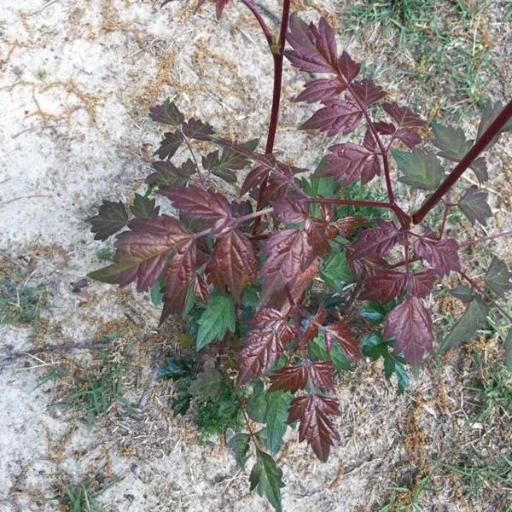 Nekemias arborea other