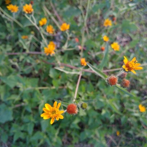 Simsia amplexicaulis — houseplant care guide