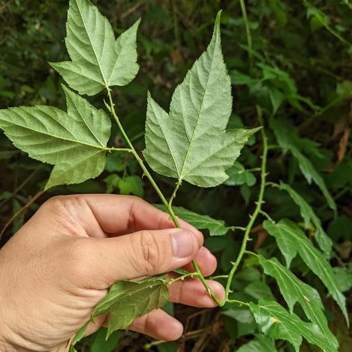 Rubus corchorifolius other