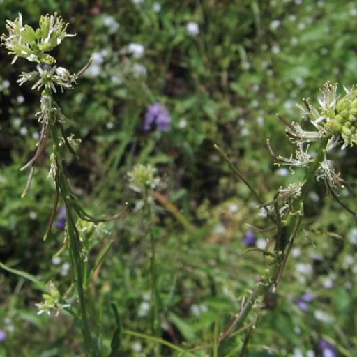 Streptanthus lasiophyllus other