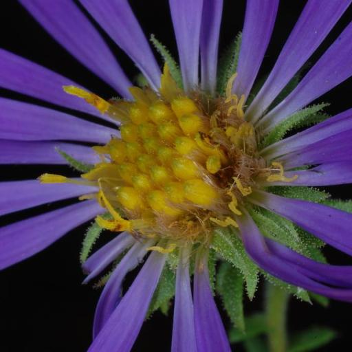 Symphyotrichum grandiflorum other