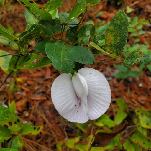 Centrosema arenicola other