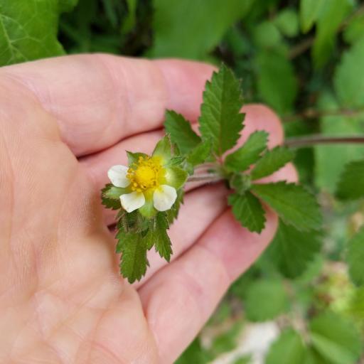 Drymocallis glandulosa — related species from the same genus