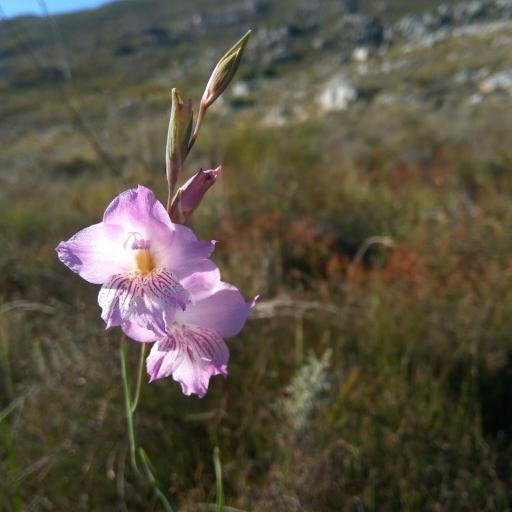Gladiolus hirsutus other