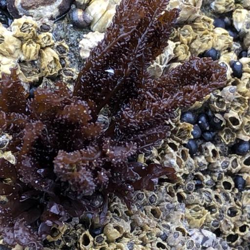 Mastocarpus papillatus — houseplant care guide