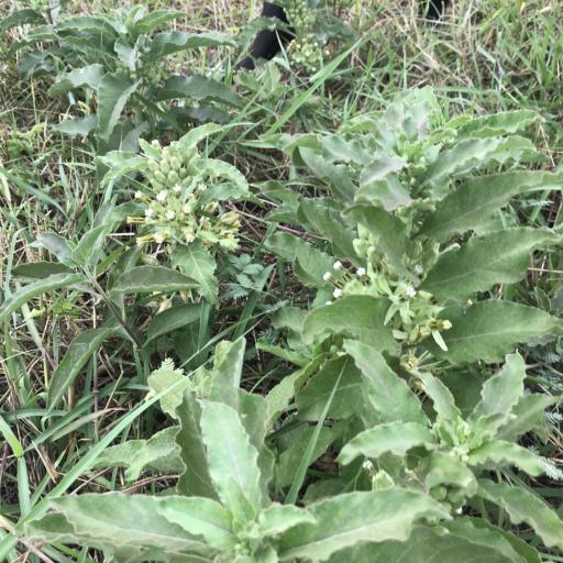 Asclepias oenotheroides — search result for 'Asclepias'