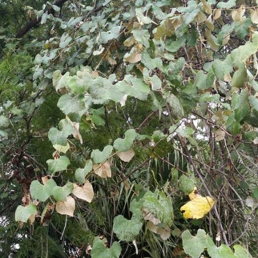 Vitis shuttleworthii — search result for 'Vitis'