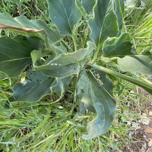 Adelinia grande — search result for 'Delphinium'