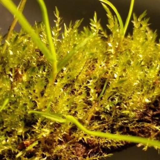 Hygroamblystegium varium other