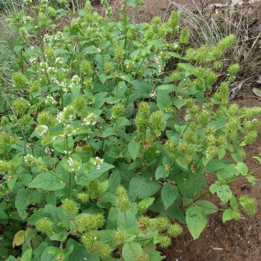 Lepechinia caulescens other