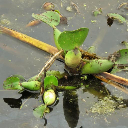Pontederia crassipes