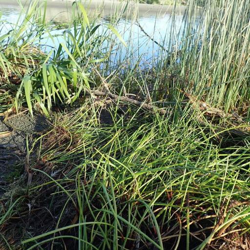 Isolepis prolifera other