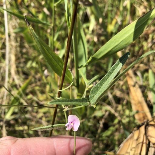 Strophostyles leiosperma — related species from the same genus