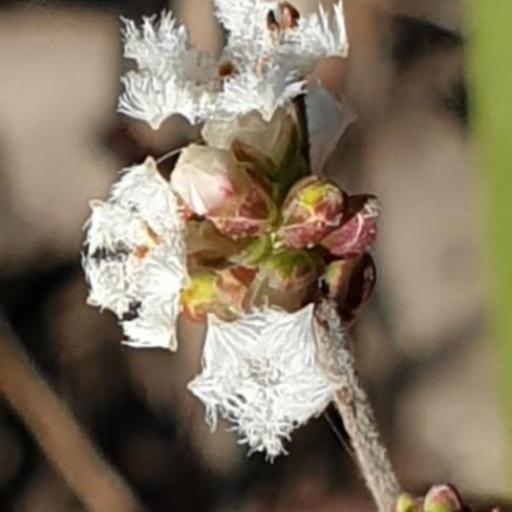 Leucopogon virgatus other