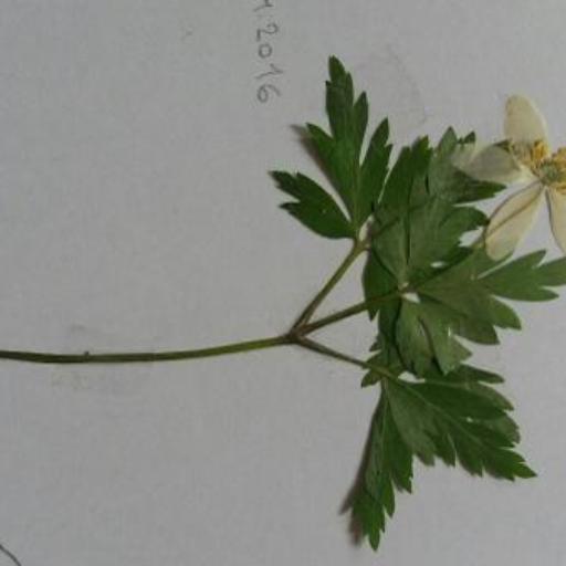 Anemonoides nemorosa