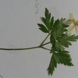 Anemonoides nemorosa