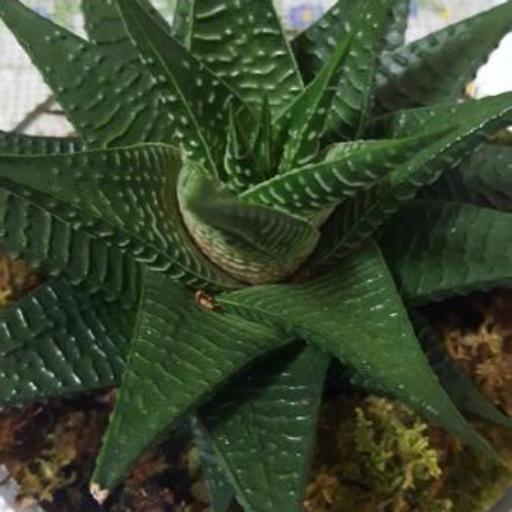 Haworthiopsis limifolia other