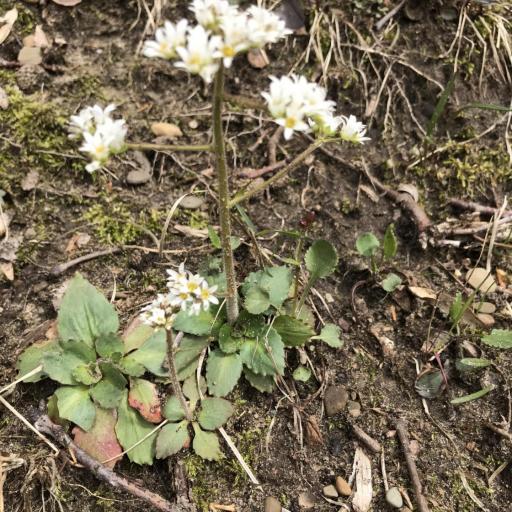 Micranthes virginiensis other