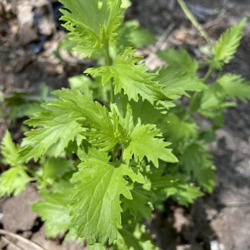 Conoclinium dissectum other