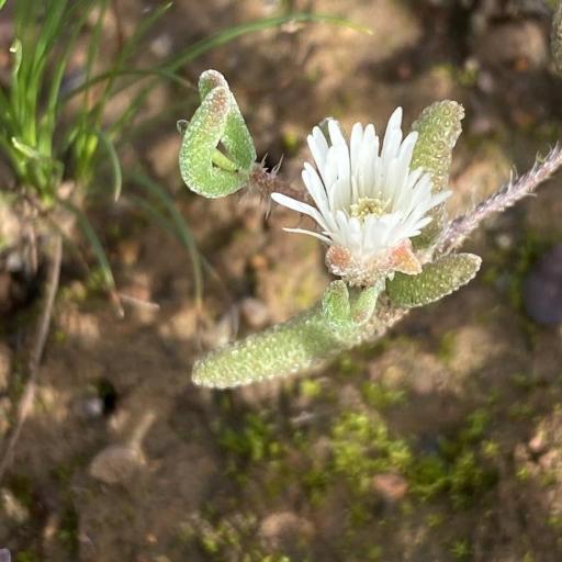 Drosanthemum calycinum — related species from the same genus