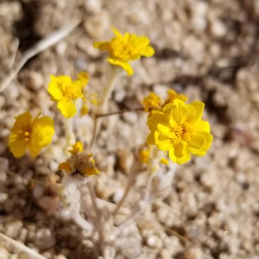 Eriophyllum wallacei other