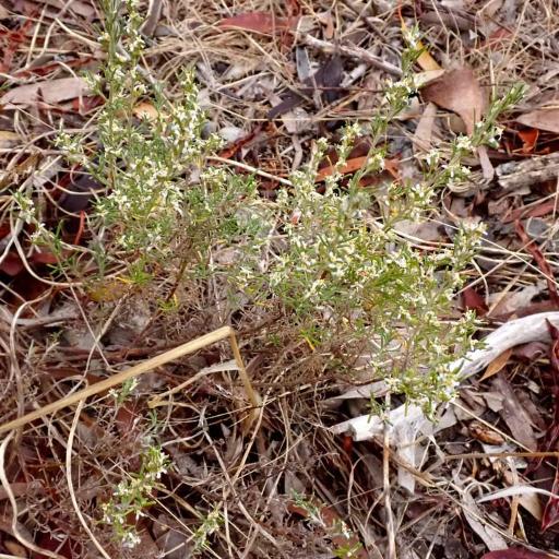 Olearia ramulosa other