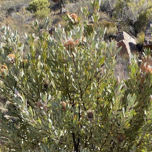 Protea laurifolia other