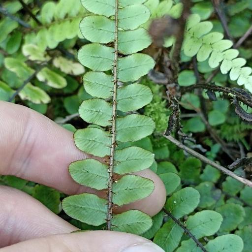 Blechnum fluviatile other