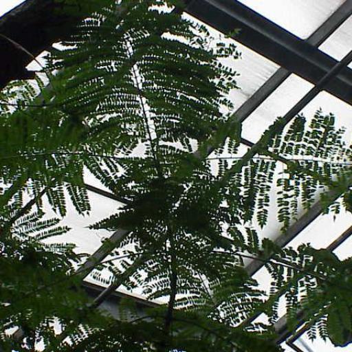 Jacaranda acutifolia