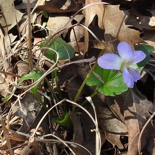 Viola missouriensis — search result for 'Viola'
