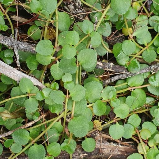 Gonocarpus micranthus other