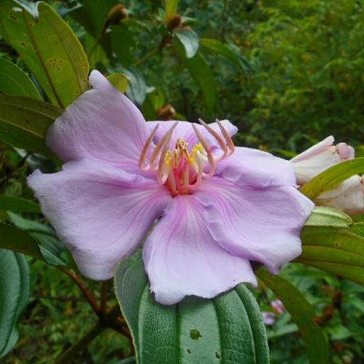 Melastoma sanguineum other