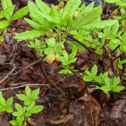 Rhododendron pilosum — houseplant care guide