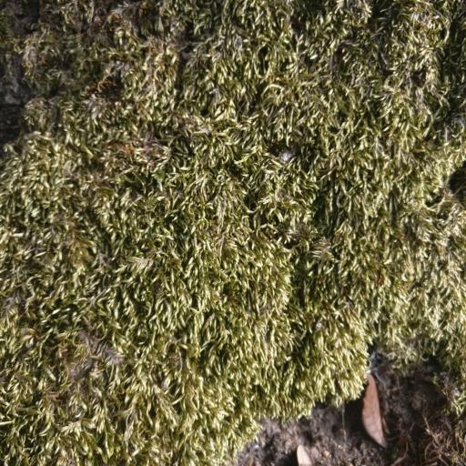 Entodon seductrix other