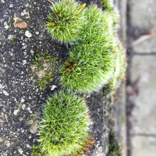 Grimmia pulvinata — houseplant care guide