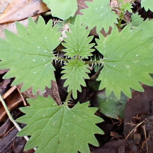 Urtica sykesii other