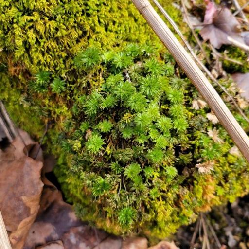 Rhodobryum ontariense — houseplant care guide
