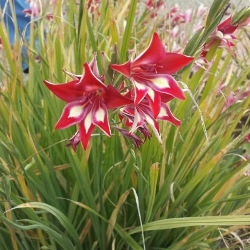 Gladiolus cardinalis — houseplant care guide