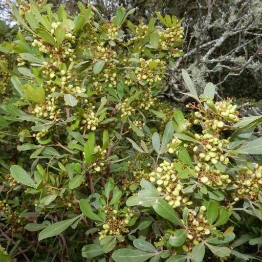 Searsia pallens other