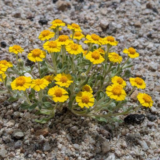 Eriophyllum wallacei other
