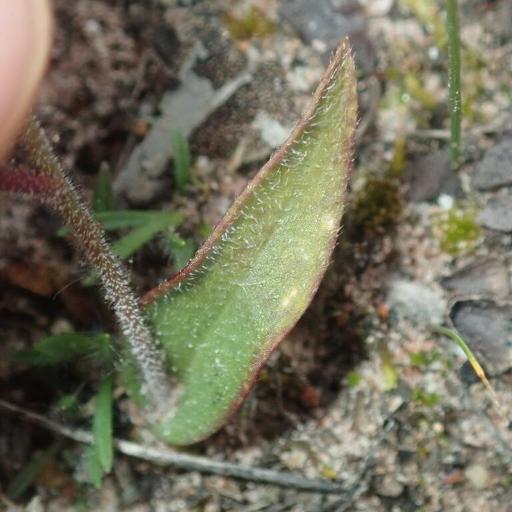 Caladenia reptans — houseplant care guide