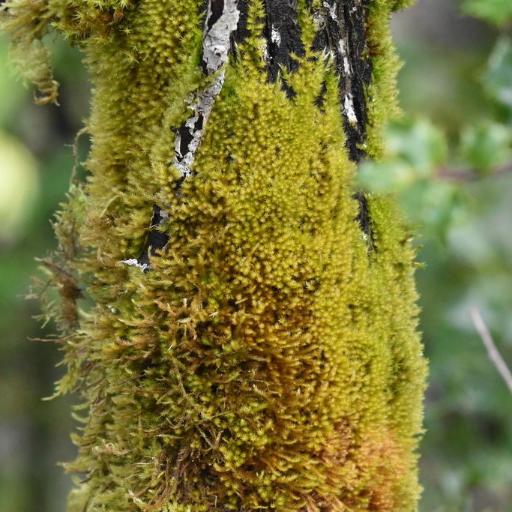 Homalothecium fulgescens other