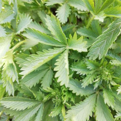 Potentilla chrysantha — search result for 'Potentilla'