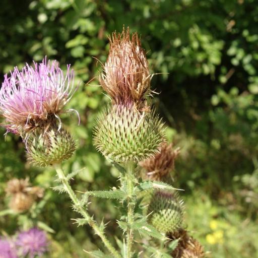 Cirsium serrulatum other